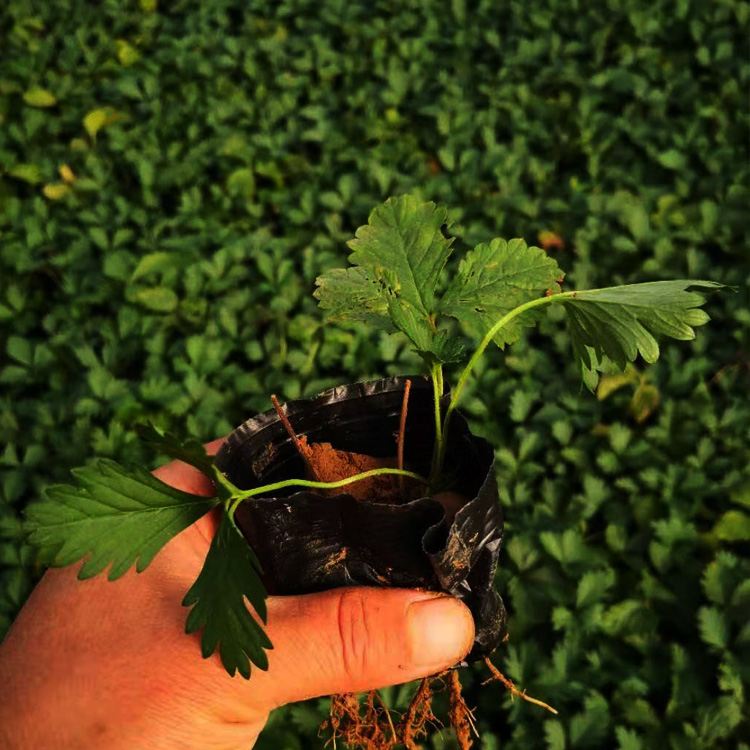 现货供应三叶委陵菜 三叶委陵菜种植户 夏杰花卉