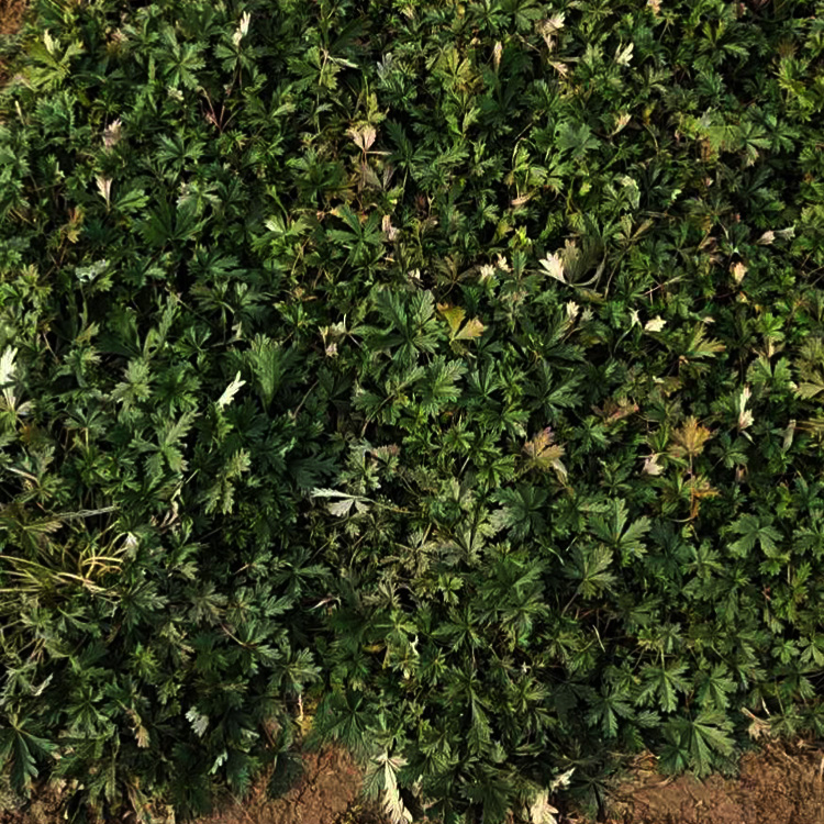 三叶委陵菜批发 三叶委陵菜报价 三叶委陵菜种子出售 夏杰花卉
