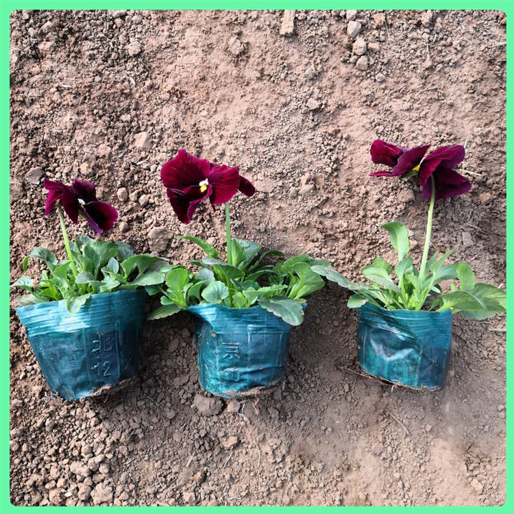 三色堇 苗圃直供耐寒花卉三色瑾工程苗 花坛景观绿化