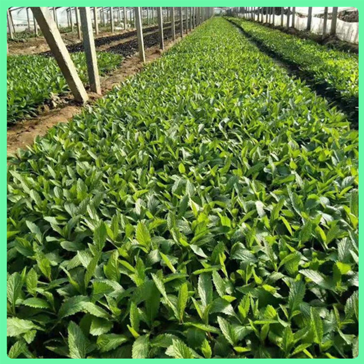 柳叶马鞭草 厂家直供地被植物马鞭草花卉 花海工程美化