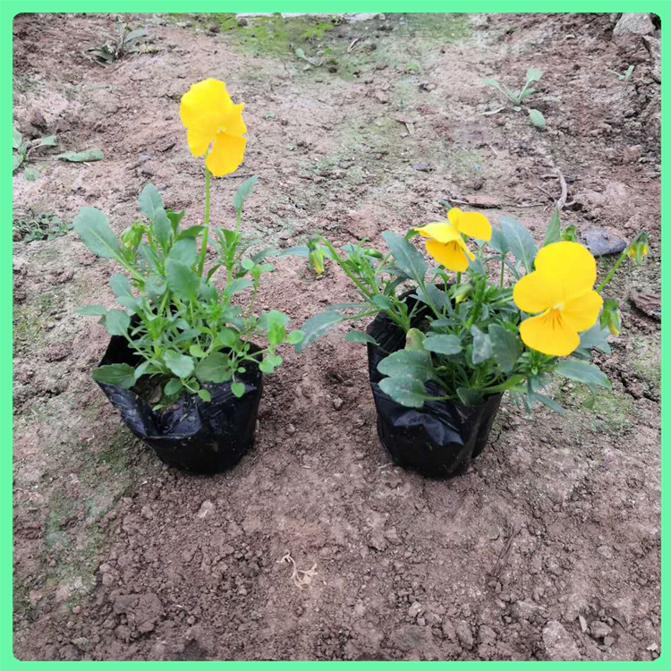 角堇 苗圃直供时令草花角瑾幼苗 花海景观设计