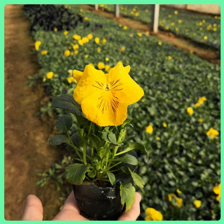 四季草花 三色堇供应商 青州三色堇租摆盆栽
