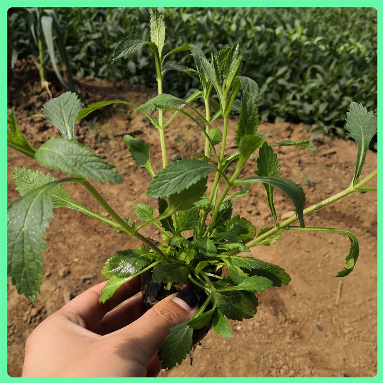 柳叶马鞭草 苗圃直供花海用苗马鞭草幼苗 园林景区绿化