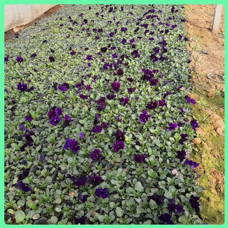 花坛景观绿化花卉 三色堇种植基地 青州园林绿化用三色堇