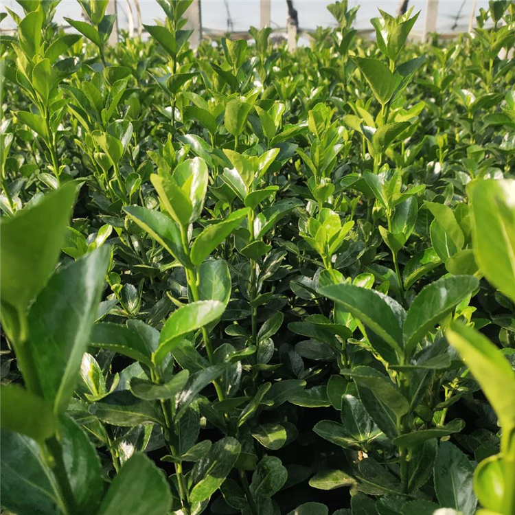 绿化用大叶黄杨 青州绿化苗批发 大叶黄杨种植基地 常年供应