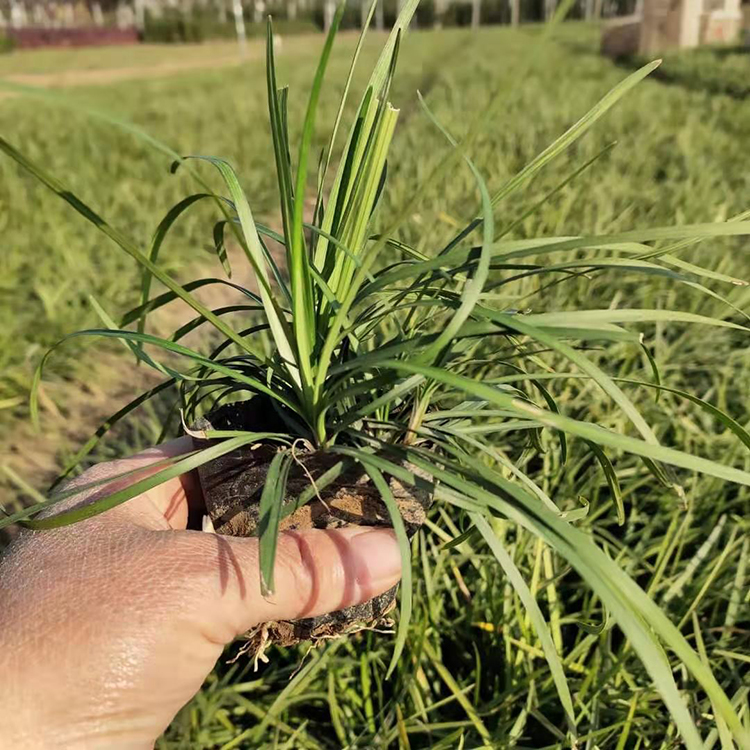 麦冬供应 青州金边阔叶麦冬 品质好的金边阔叶麦冬
