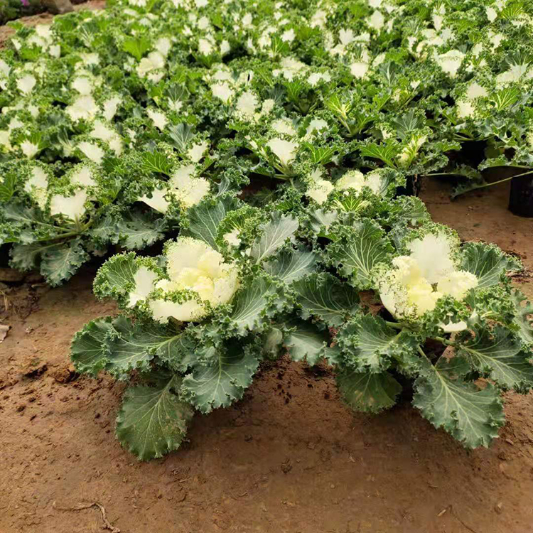 好苗供应 双色盆羽衣甘蓝 羽衣甘蓝种植基地