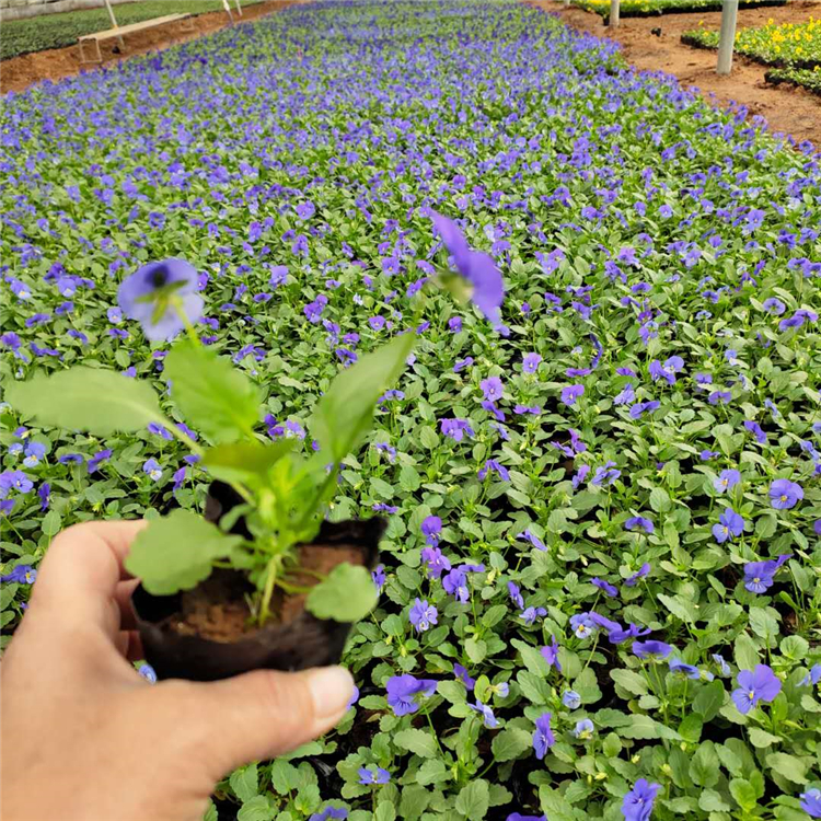 观赏花卉角堇 基地直销 青州角堇小苗销售