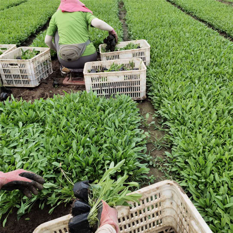 青州草花基地 金鸡菊小苗 金鸡菊批发商 苗圃批发