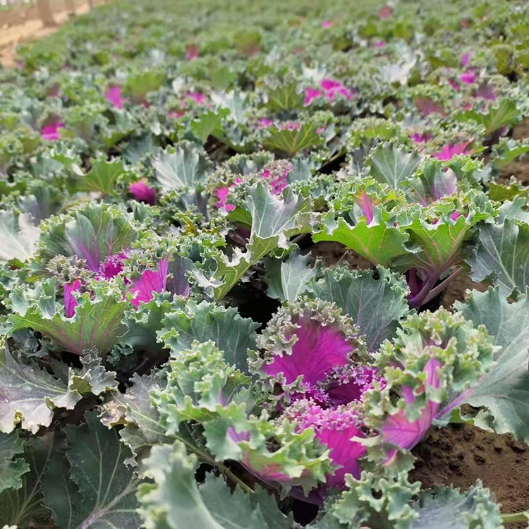 羽衣甘蓝种植基地 花坛布置花卉 青州羽衣甘蓝苗