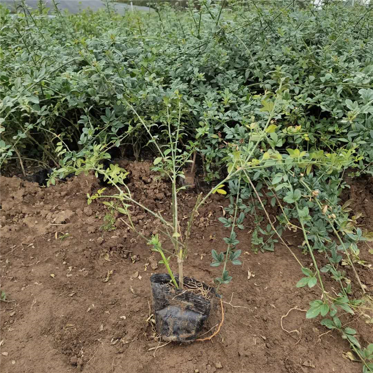 庭院花卉 上盆迎春 迎春种植基地