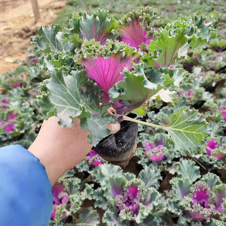 好苗供应 耐寒羽衣甘蓝 羽衣甘蓝种植基地