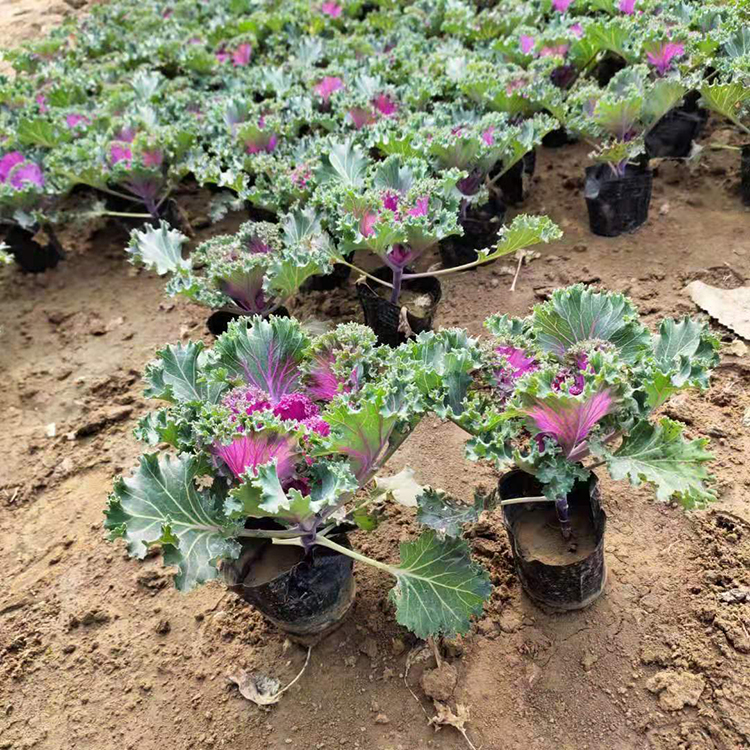 常年供应 耐寒羽衣甘蓝 羽衣甘蓝种植基地