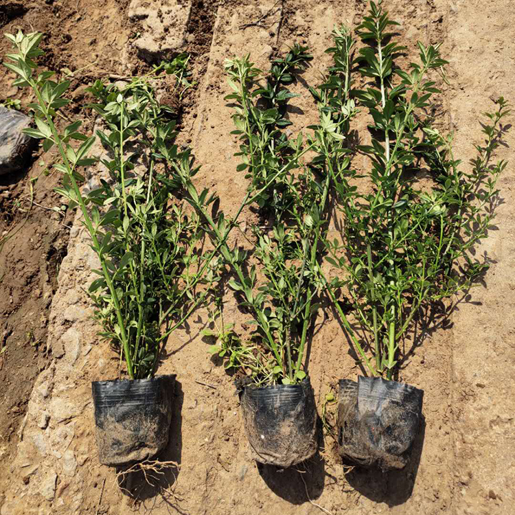 迎春种植基地 基地直销 青州绿化用迎春