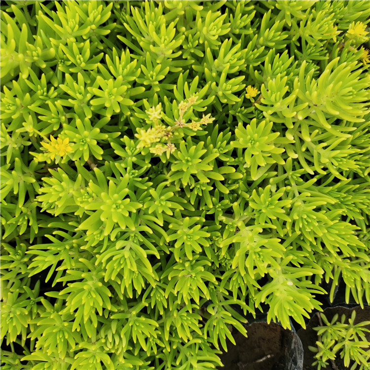 青州草花佛甲草种植基地 佛甲草苗 好苗预定