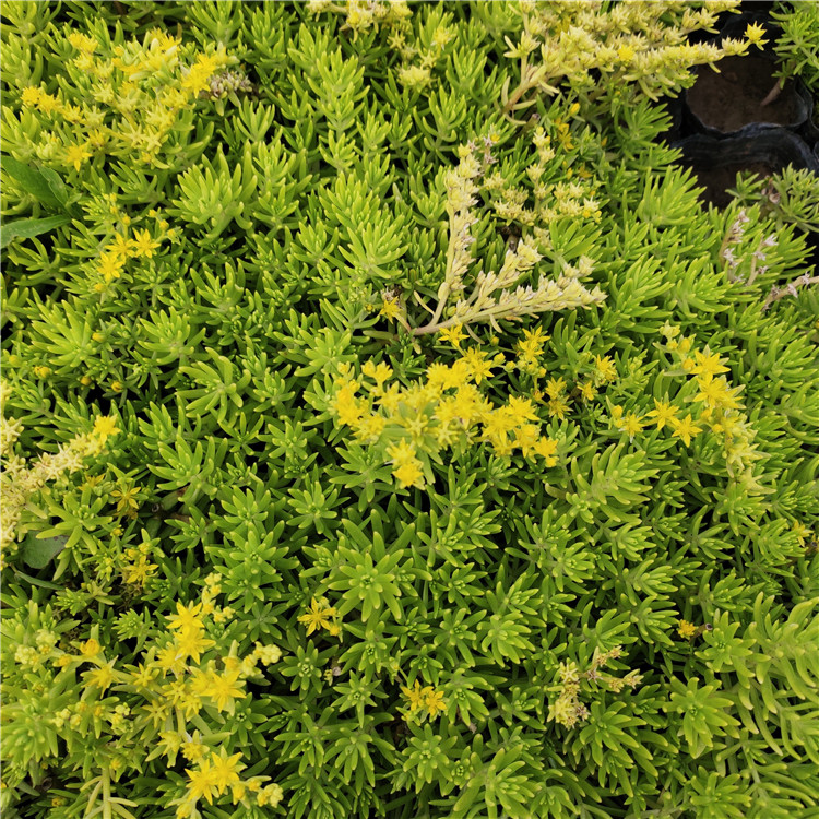 黄金条 青州草花 佛甲草种植基地 好苗售卖地