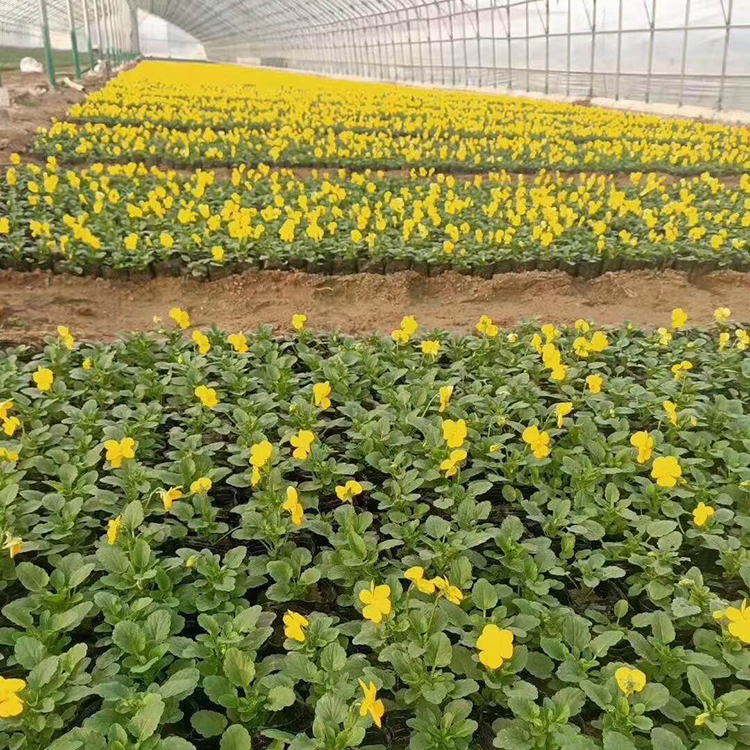 黄花三色堇_蓝花三色堇花苗 德聚仁和培育优良三色堇