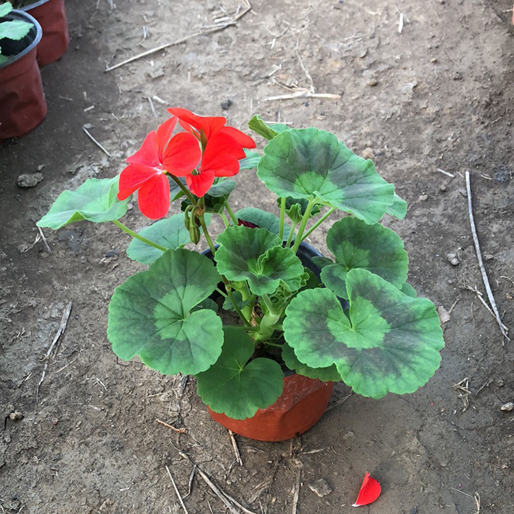 天竺葵