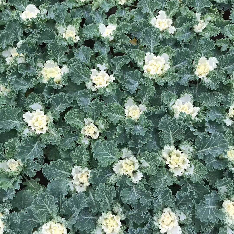 白色羽衣甘蓝 紫色叶羽衣甘蓝小苗  德聚仁和大量供应