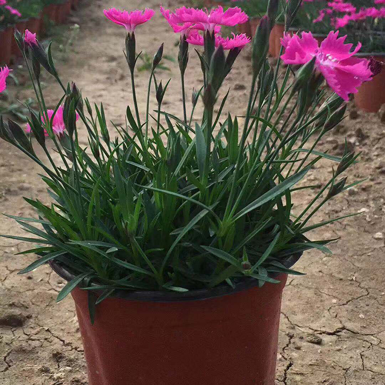 德聚仁和欧石竹 双色盆欧石竹花苗批售价格