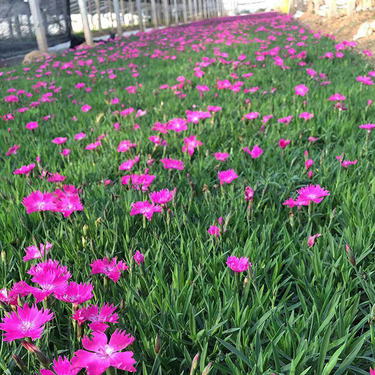 观花欧石竹 耐寒喜光欧石竹种苗基地培育