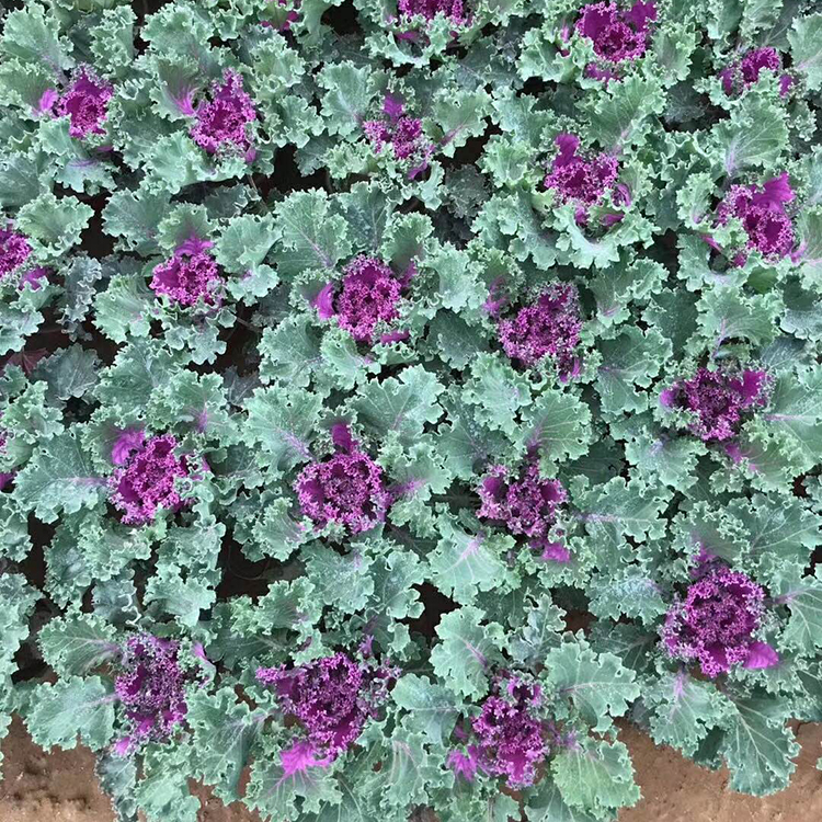 羽衣甘蓝小苗_大棚种植观叶花卉