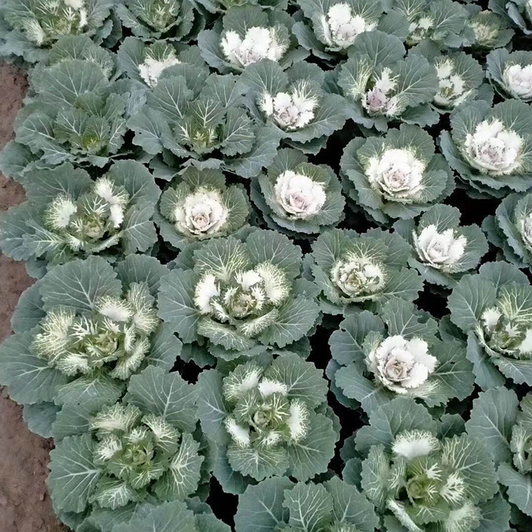 德聚仁和羽衣甘蓝_好成活羽衣甘蓝小苗 基地大量直供