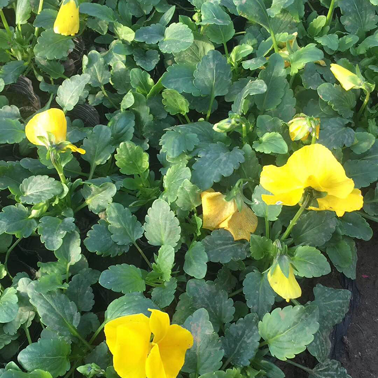 三色堇小苗 观花三色堇种苗直供基地 德聚仁和