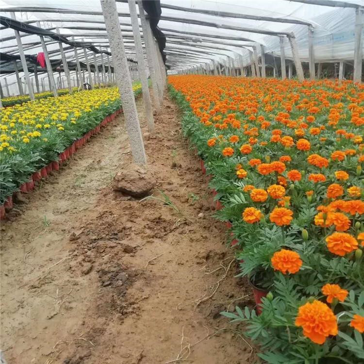 橘红孔雀草  孔雀草  节日用孔雀草基地