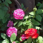 宿根草花 大花月季出售 粉色月季 适用于美化庭院