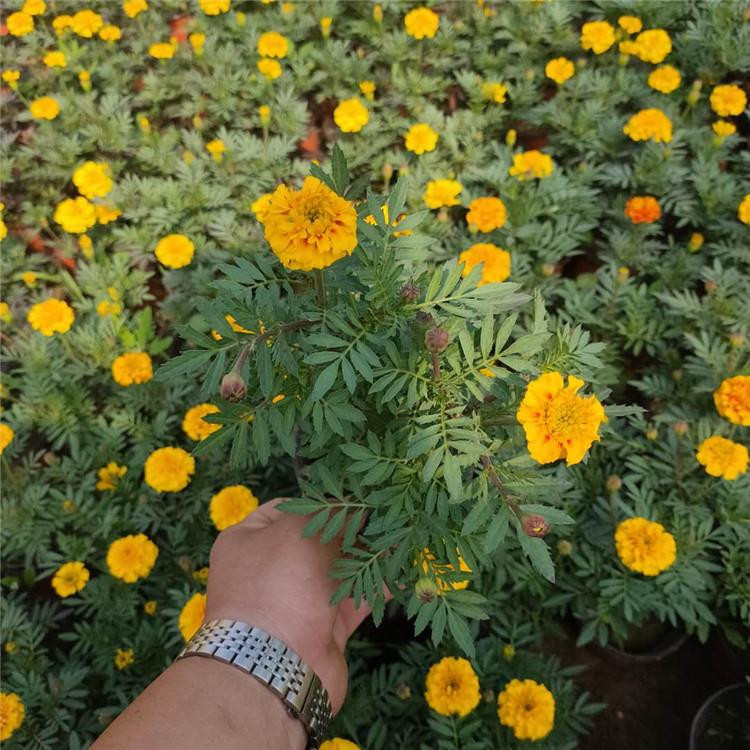 橘红孔雀草  孔雀草  节日用孔雀草培育
