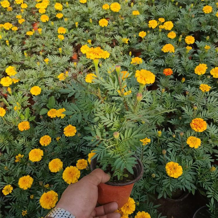 橘红孔雀草  孔雀草  节日用孔雀草培育