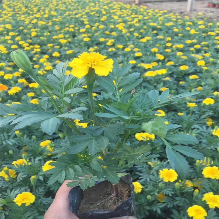 橘红孔雀草  孔雀草  节日用孔雀草订购