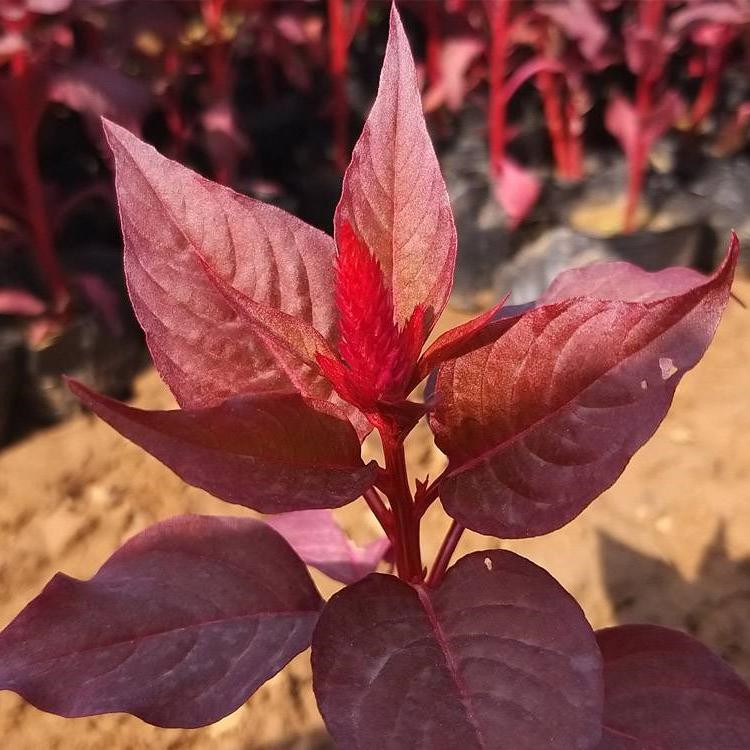 鸡冠花   鸡冠花小苗  双色盆载鸡冠花种植基地