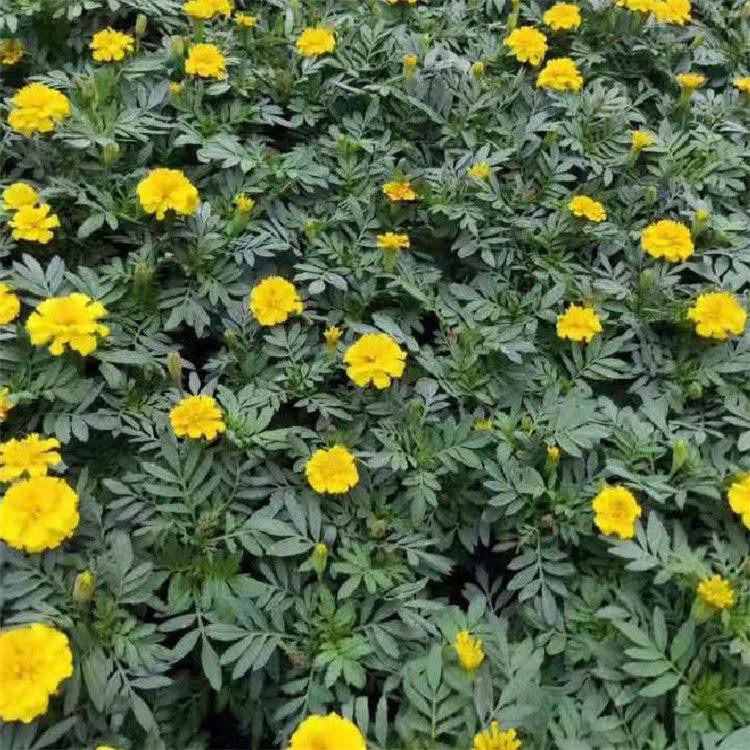 双色盆孔雀草  孔雀草   孔雀草小苗基地