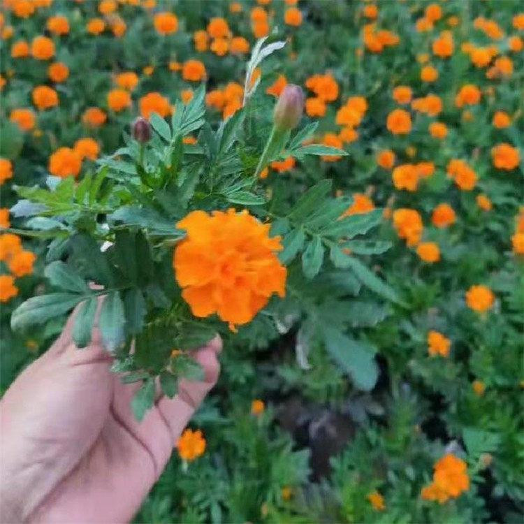 孔雀草   橘红孔雀草  盆栽花卉孔雀草批发
