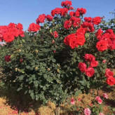 山东花卉 大花月季培育 粉色月季 适用于美化庭院