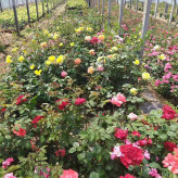 临朐苗木 大花月季培育 月季花 适用于美化庭院