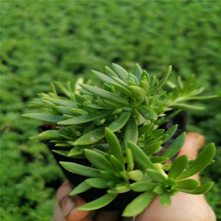 绿叶佛甲草 江瑞花卉基地直供 绿叶佛甲草种植基地