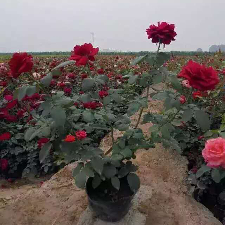 院前种植大花月季 大朵花 大花月季基地种植 亦扬花卉