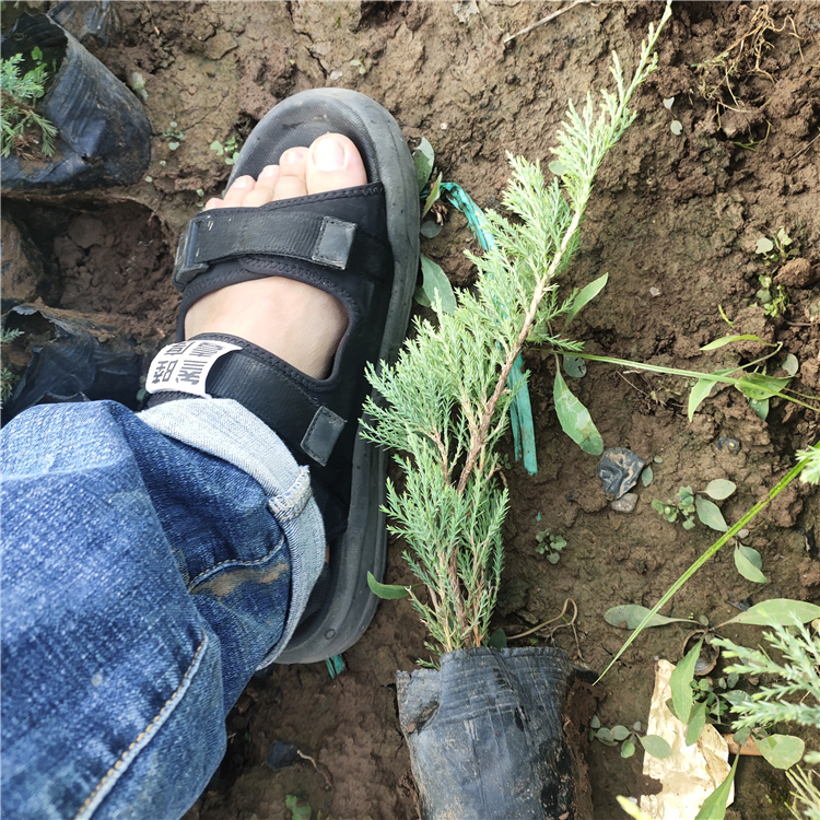 青州沙地柏种植基地出售 沙地柏质优价廉