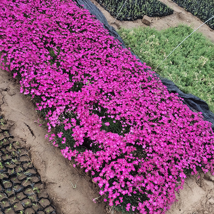 欧石竹 宿根草花批发 采购基地 欧石竹培育