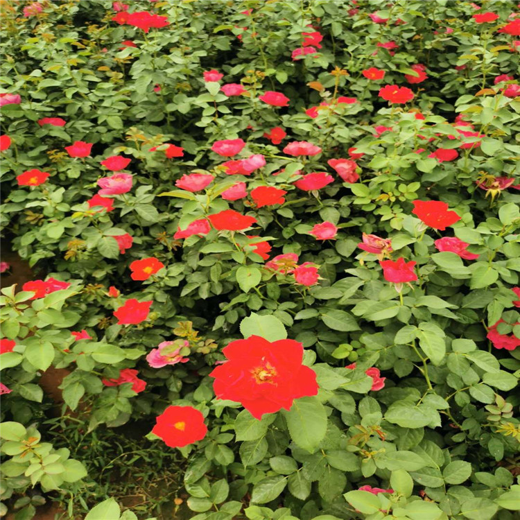 丰花月季 山东月季花批发 月季花价格