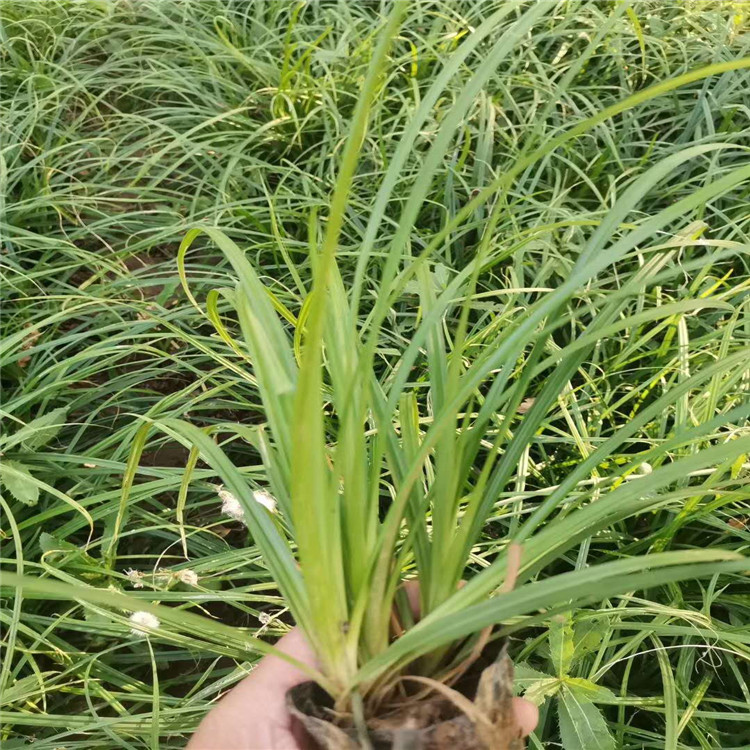 崂峪苔草批发基地 崂峪苔草价格 崂峪苔草批发商