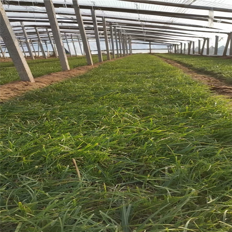 青绿苔草批发 青绿苔草大型培育基地 选青绿苔草找江瑞园艺 质量有保证