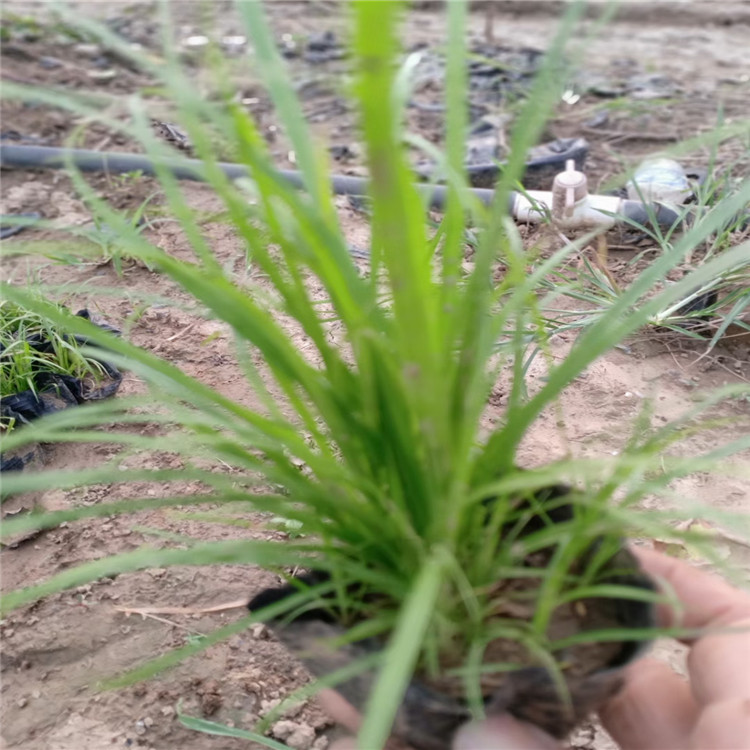 青绿苔草 青绿苔草精选厂家 厂家直销
