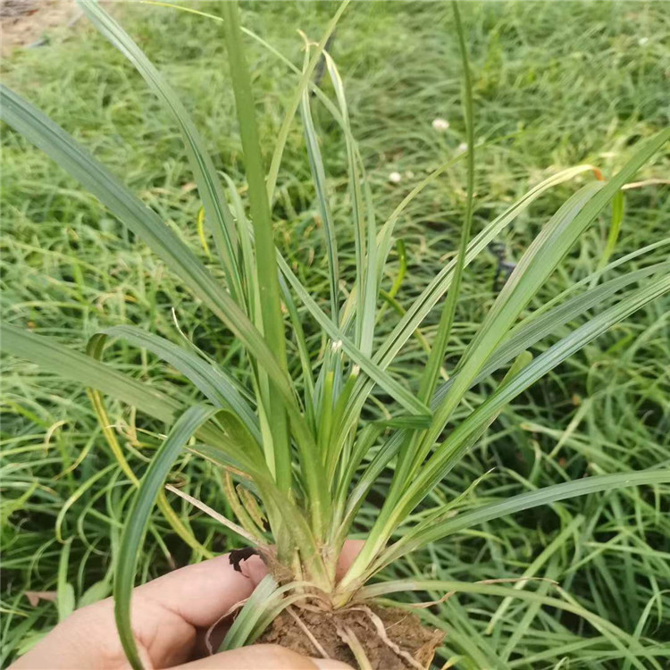 青绿苔草 涝峪苔草供应