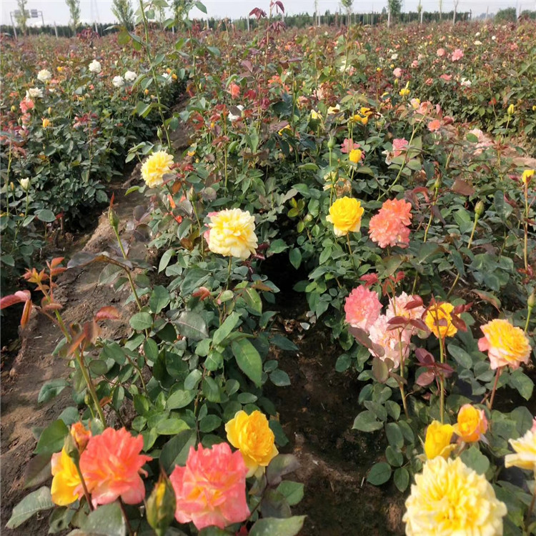 月季花批发 月季花精选厂家 厂家直销
