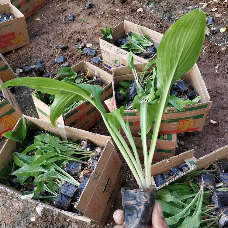 供应紫花玉簪小苗 喜阴 耐寒力较强 顺和花卉报价