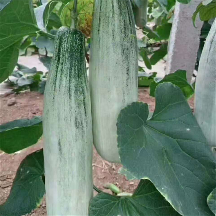 基地直供耐寒耐裂羊角蜜种苗 抗死棵甜瓜种苗 量大从优